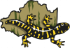 lasalamandredor_logo